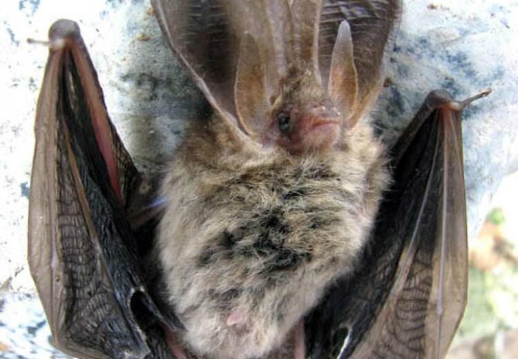 Isle of Man - Manx Bats