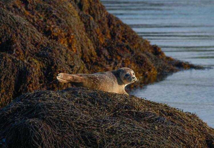 Isle of Man - Grey Seals
