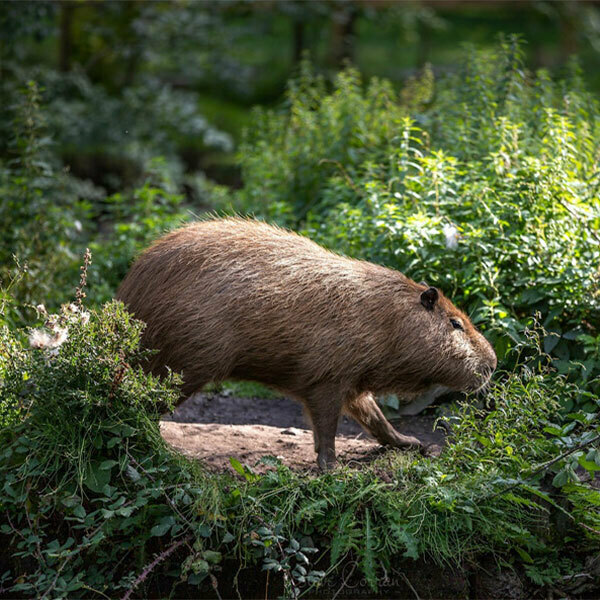 Curraghs Wildlife Park