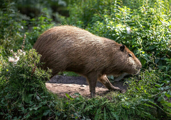 Curraghs Wildlife Park