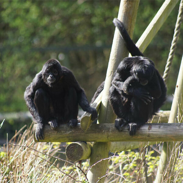 Curraghs Wildlife Park