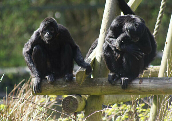 Curraghs Wildlife Park