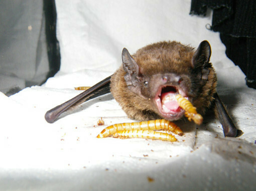 Manx Bat Group