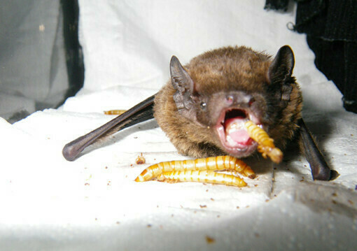 Manx Bat Group