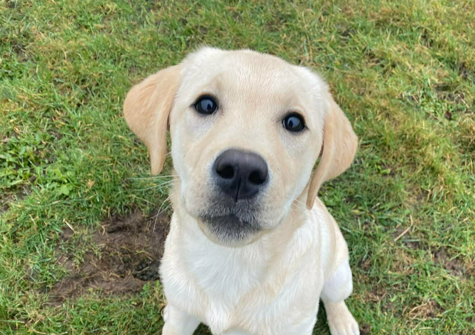 Blue Cottage Canine Services