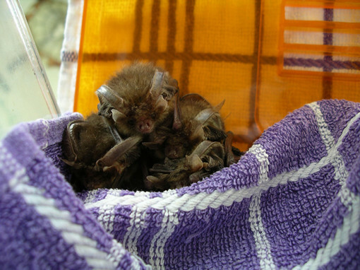 Manx Bat Group