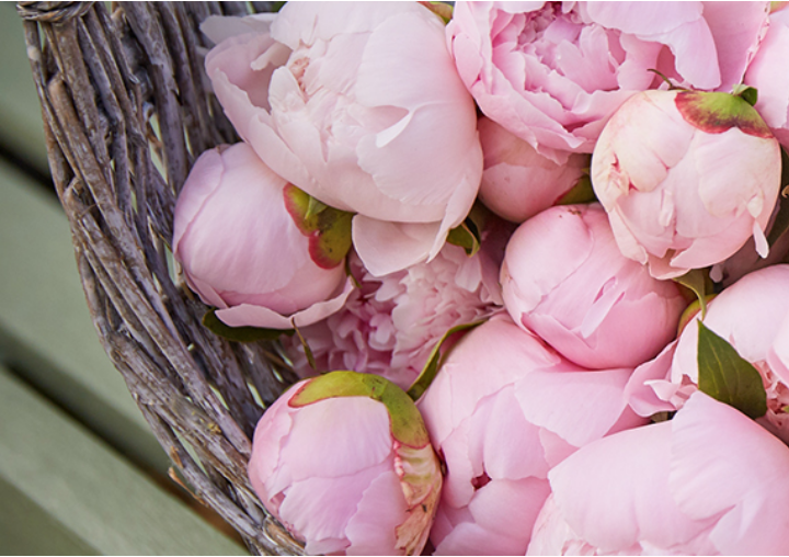 A. Clucas & Co Florists