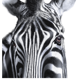 Investec Asset Finance