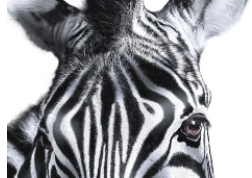 Investec Asset Finance