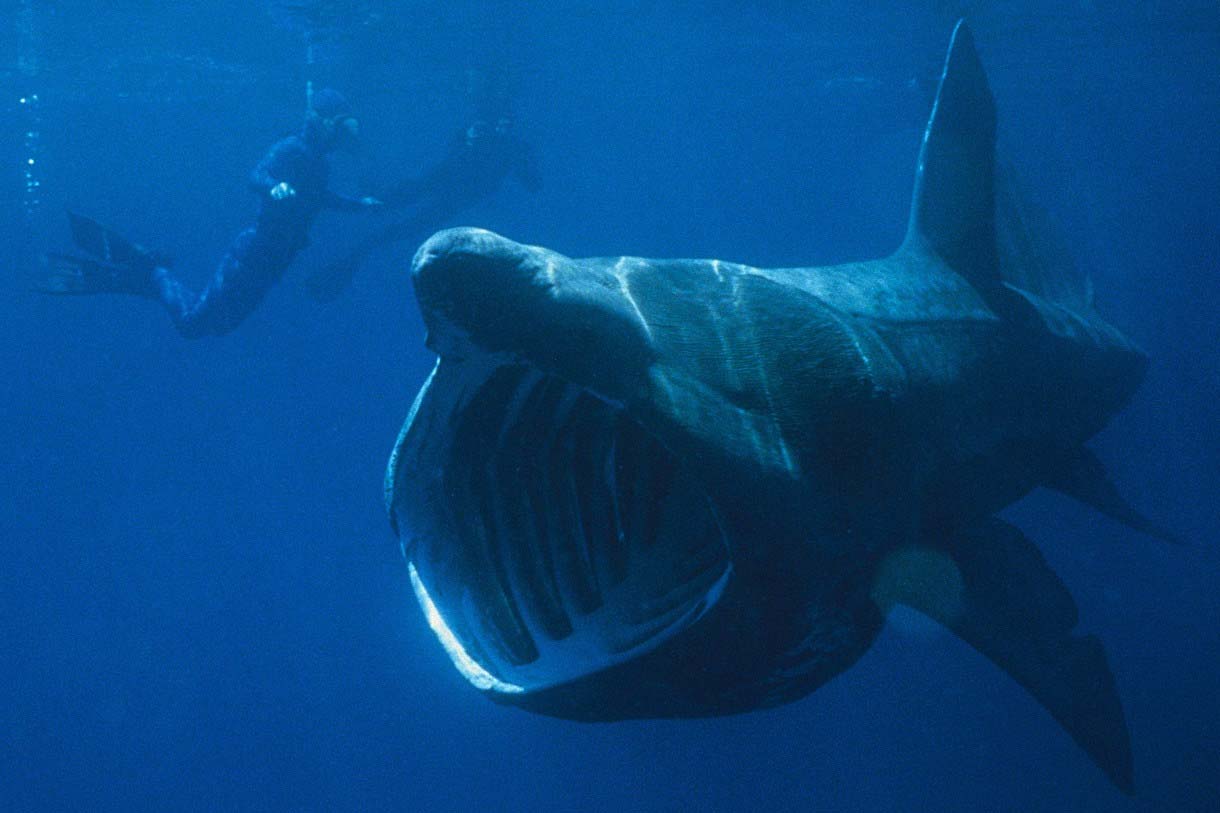 Isle of Man - Basking Sharks