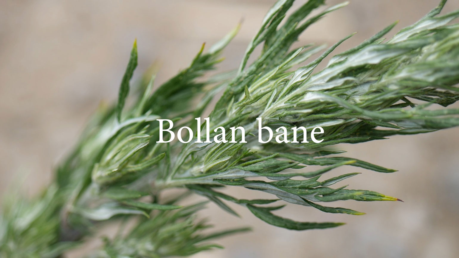 bollanbane