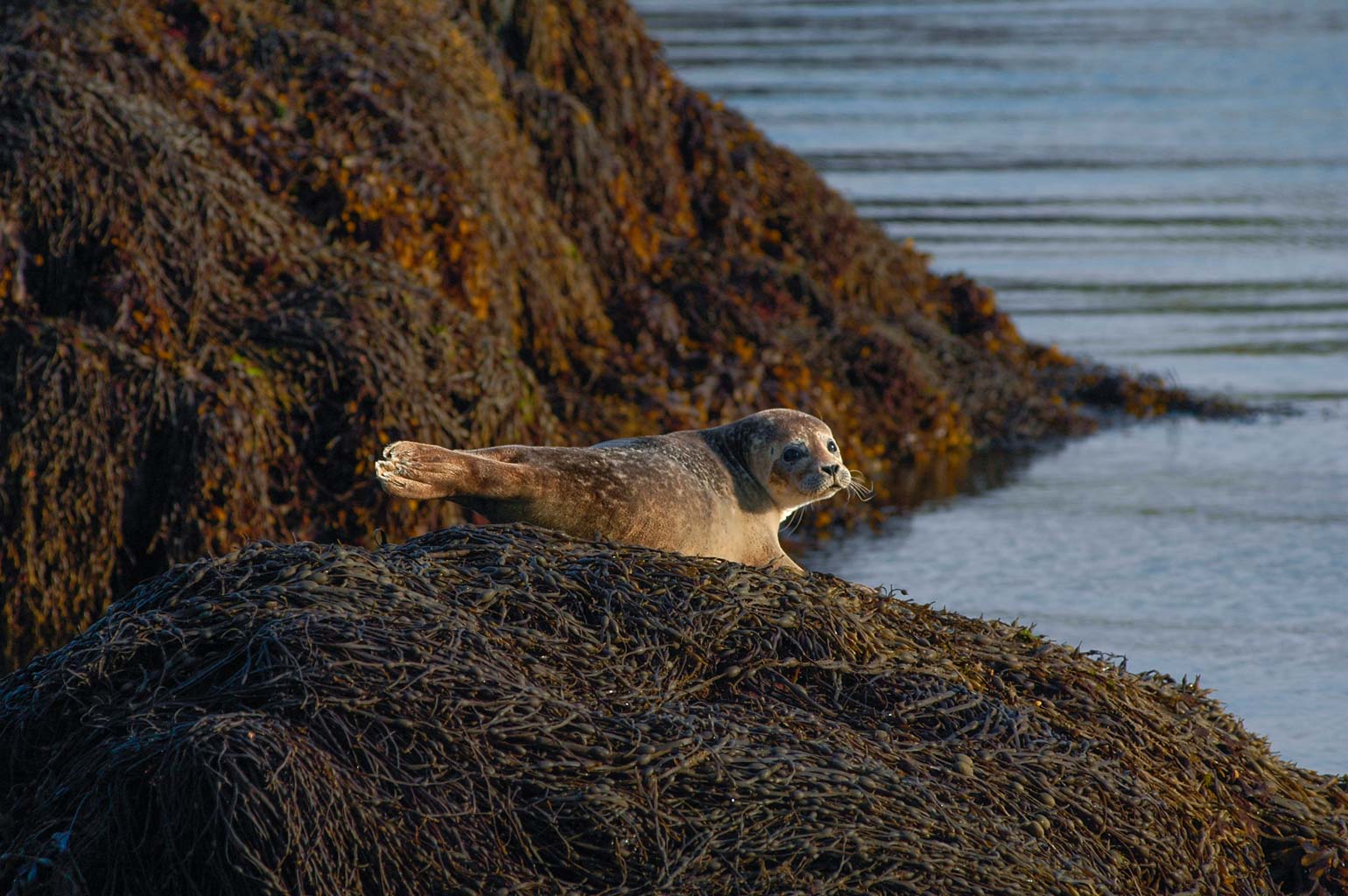 Isle of Man - Grey Seals