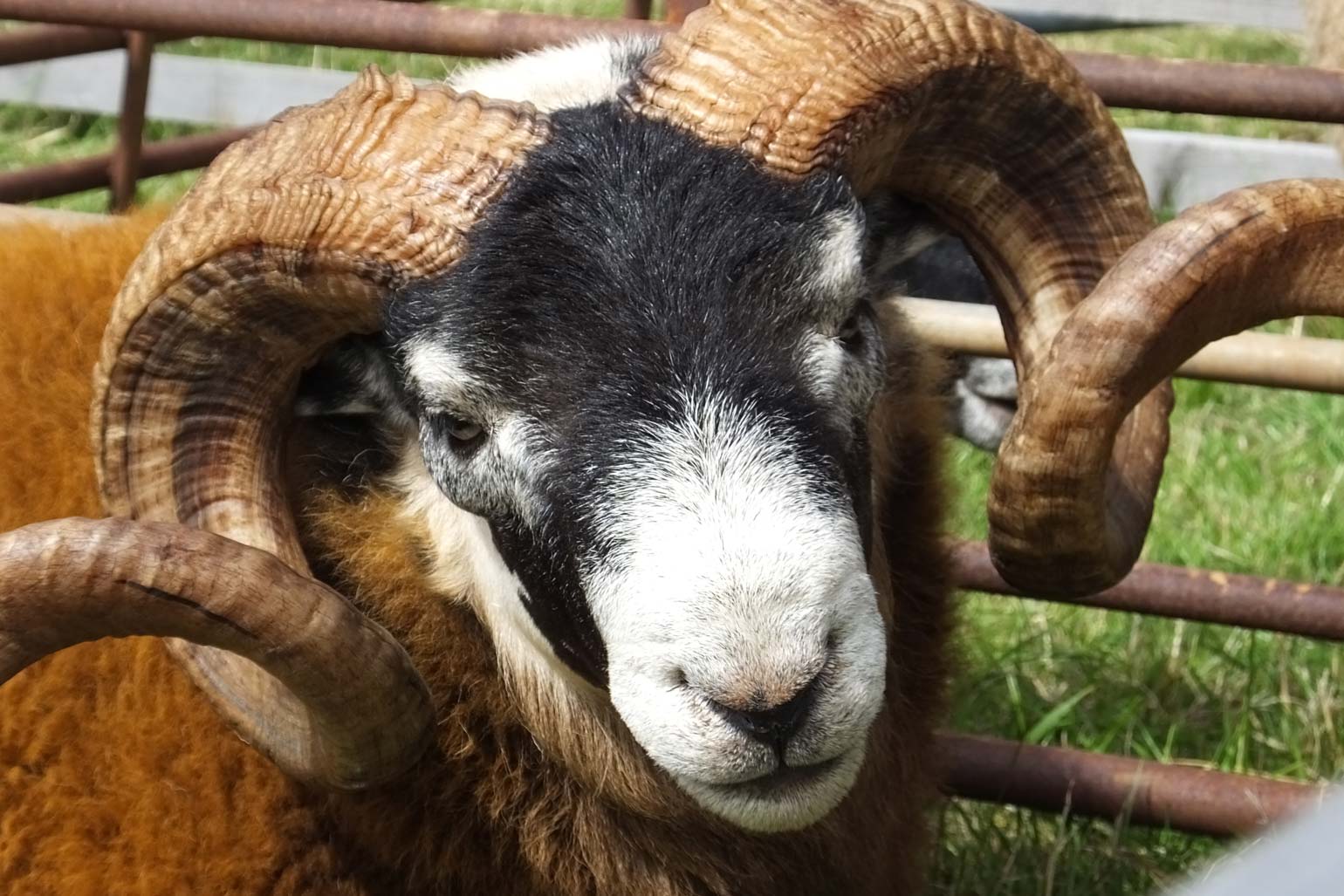 Royal Manx Agricultural Show