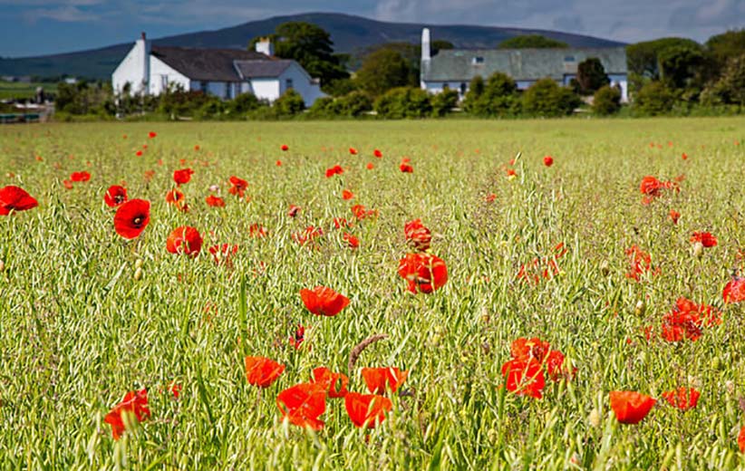 Isle of Man - Wildflowers