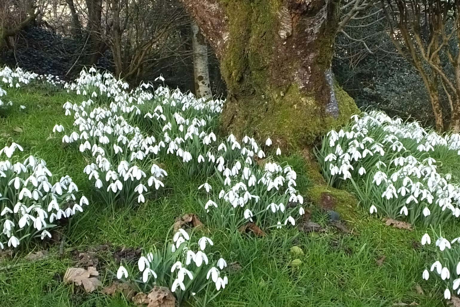 Snowdrop Walk