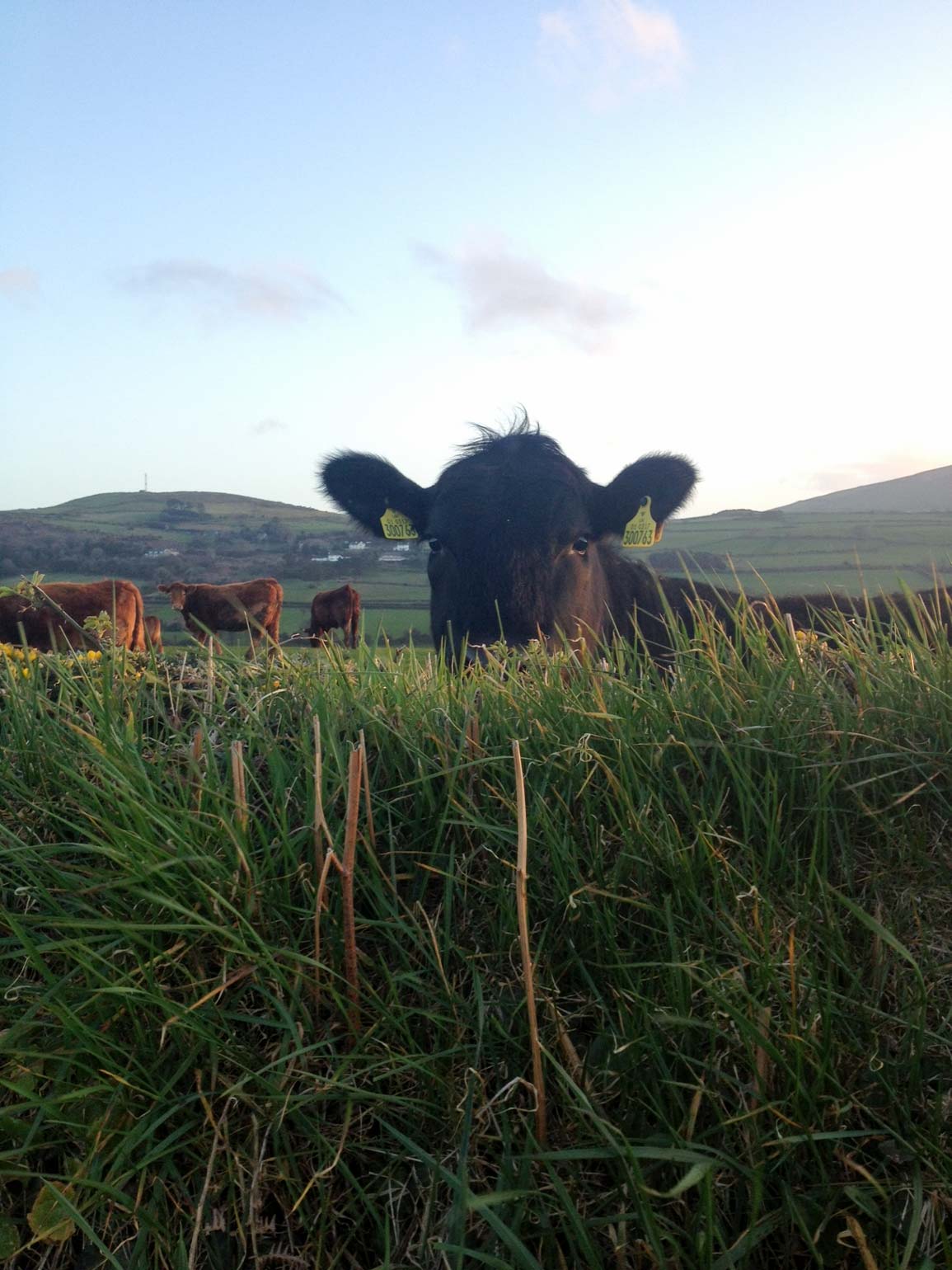 Isle of Man - Cow
