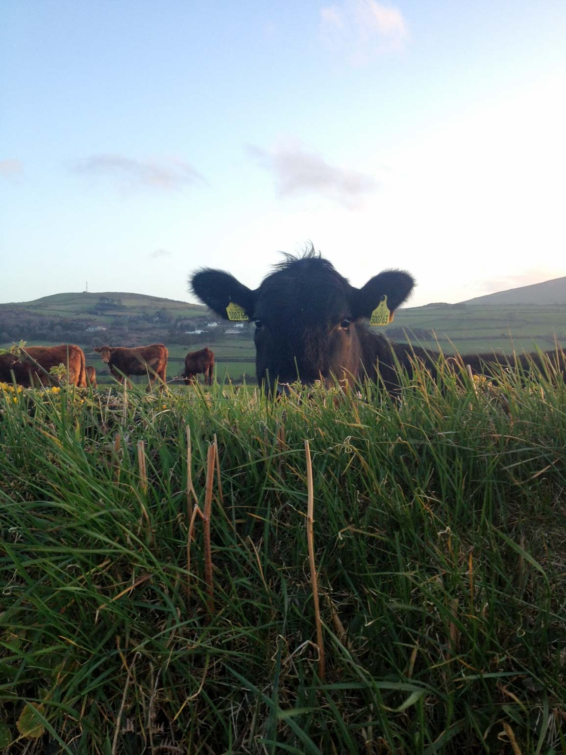 Isle of Man - Cow
