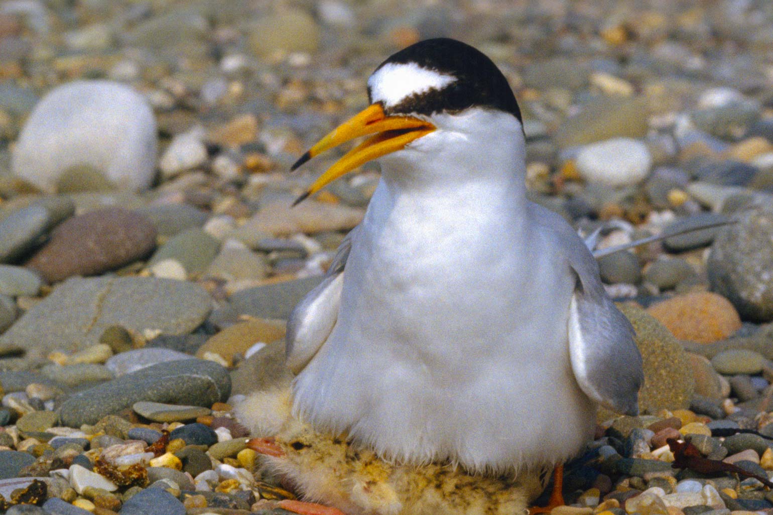 Isle of Man - Activities - Birdwatching