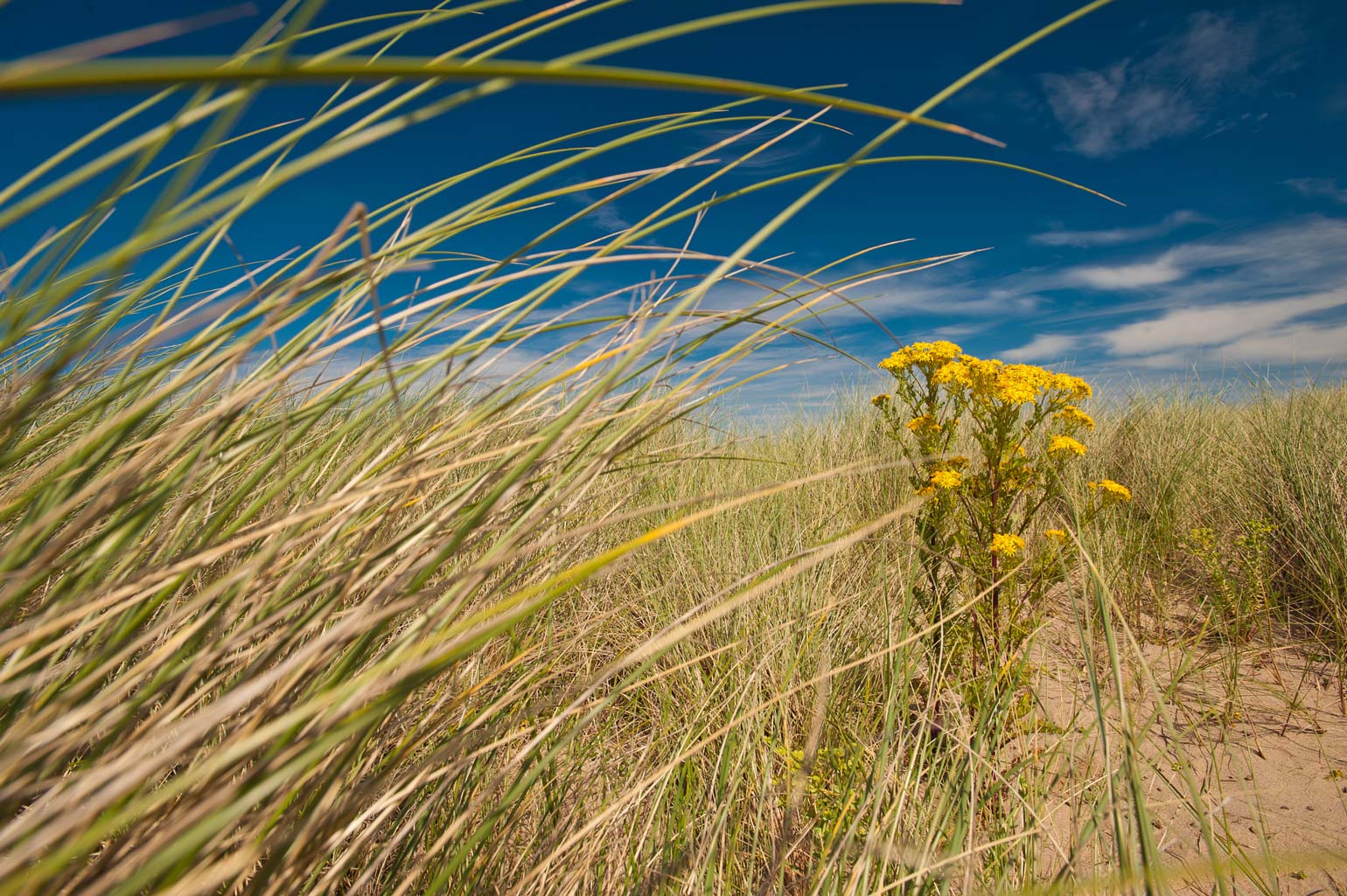 Isle of Man - Manx Wildlife Trust