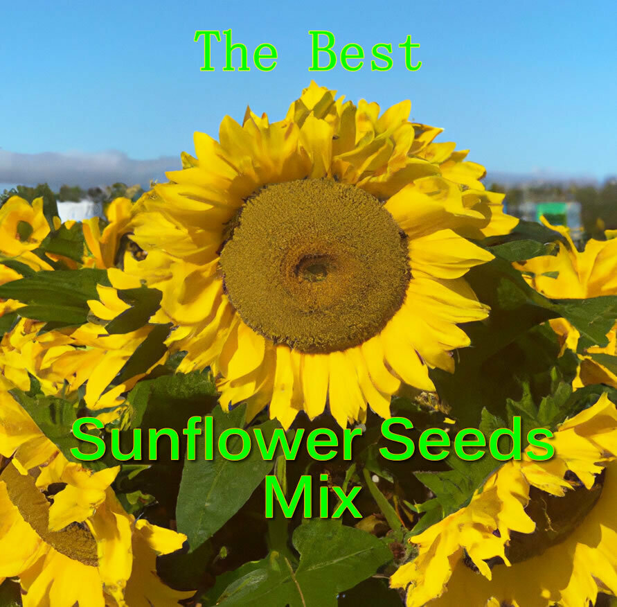 Sunflower Seeds Grow Giant Sunflowers Various Sunflower Seed Mix ...